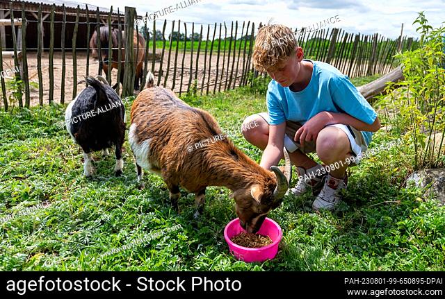 PRODUCTION - 28 June 2023, Lower Saxony, Bargstedt: Kenny feeds two goats at ""Helping Animals - Center for Animal Assisted Therapy & Education""