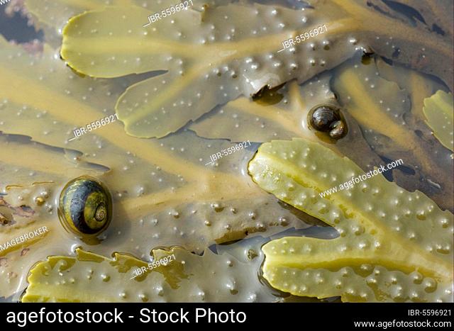 Common Periwinkle (Littorina littorea) on Toothed Wrack (Fucus serratus) in tide pool, Brough Head, Mainland, Orkney, Scotland, United Kingdom, Europe