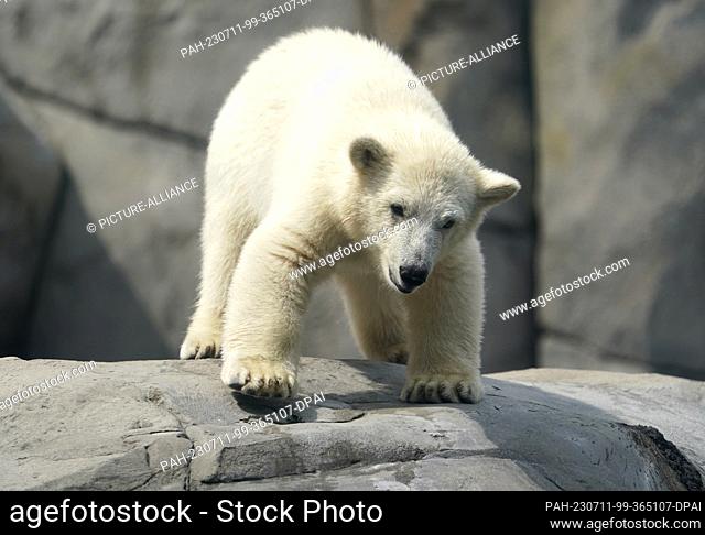 11 July 2023, Hamburg: The little polar bear walks through the outdoor enclosure in the Sea of Ice at Hagenbeck Zoo. The baby polar bear has explored the...