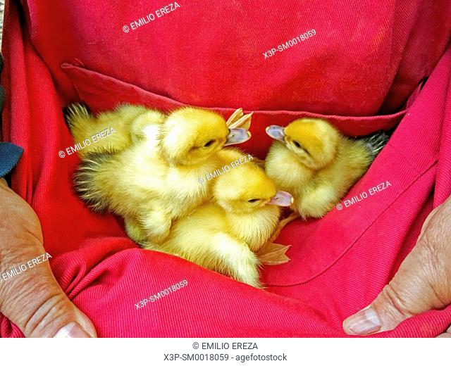 Newborn ducklings