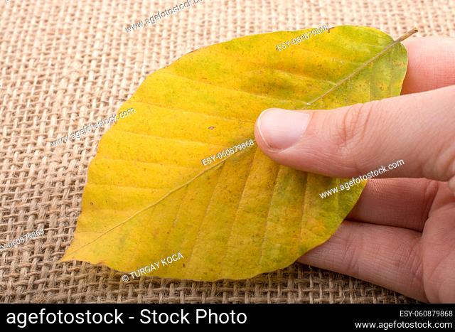 One separate dry leaf of Autumn times in hand