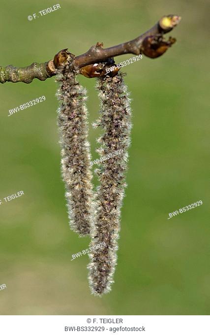white poplar, silver-leaved poplar, abele (Populus alba), male catkins, Germany