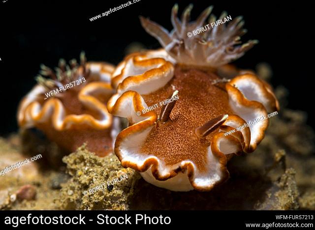 Dorid Nudibranch, Glossodoris rufomarginata, Ambon, Indonesia