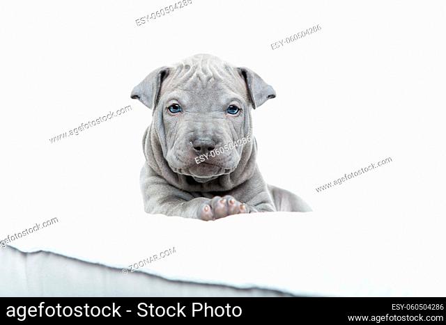 One month old thai ridgeback puppy dog lying on pillow. Isolated on white. Copy space