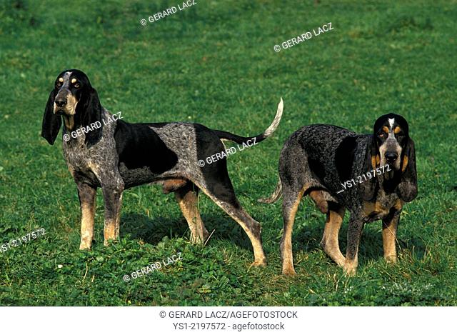 Little Blue Gascony Hound, Dog standing on Grass