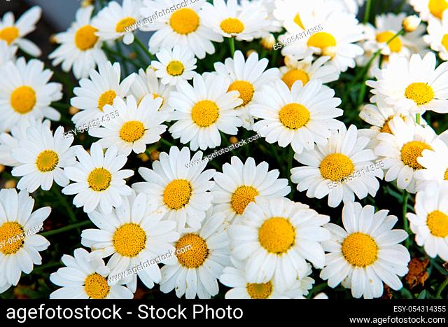 Daisy flowers background.Macro of beautiful white daisies flowers