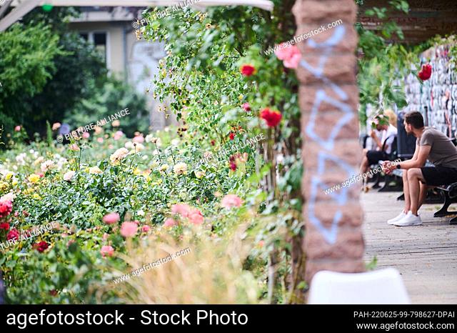 25 June 2022, Berlin: People sit in the shade in the Rose Garden at Volkspark am Weinberg. There is sultry heat in Berlin at the weekend