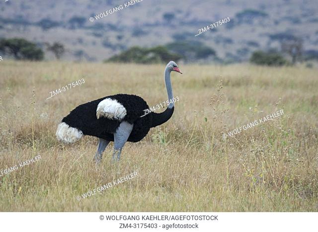 A male Somali ostrich (Struthio molybdophanes) in breeding plumage in the grasslands of the Lewa Wildlife Conservancy in Kenya