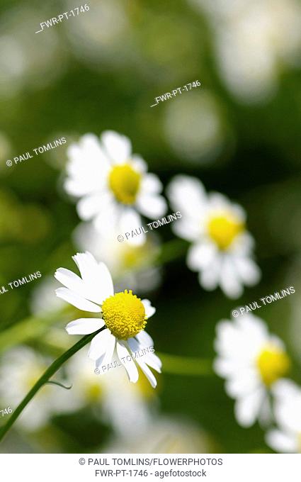 Chamomile, German Chamomile, Matricaria recutita, White daisy shaped flowers with yellow stamen growing outdoor.-