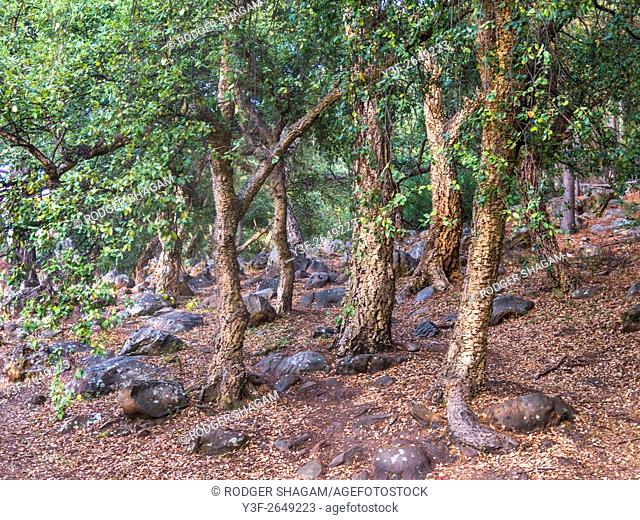 Grove of old cork trees. On the southern slopes of Table Mountain, South Africa. The cork is too porous and therefore not useable