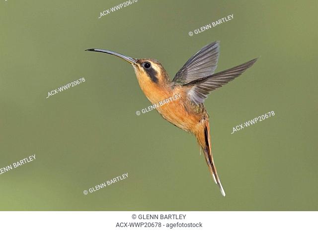 Gray-chinned Hermit Phaethornis griseogularis feeding at a flower while flying at the Wildsumaco reserve in eastern Ecuador