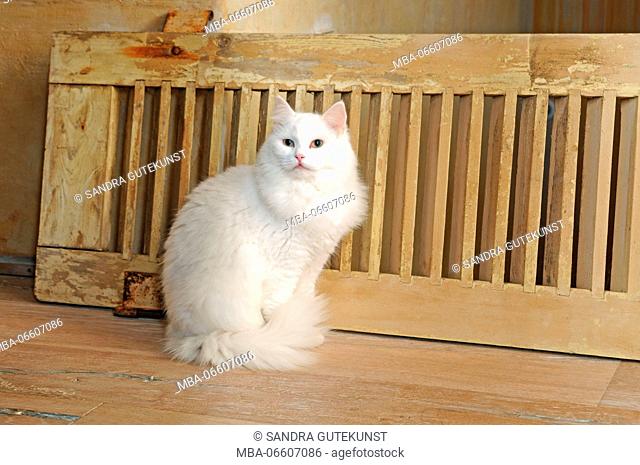 White longhair cat sits on wooden floor, close-up