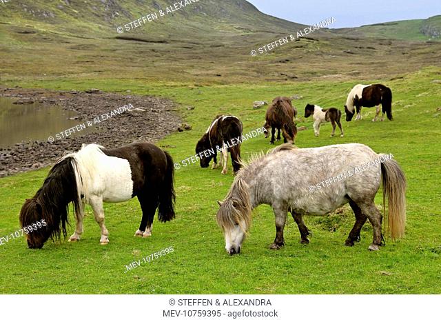 Piebald Shetland Pony - adults and foals grazing on pasture