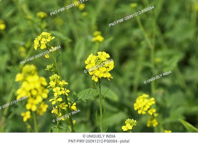 Close-up of mustard flowers, Sohna, Gurgaon, Haryana, India