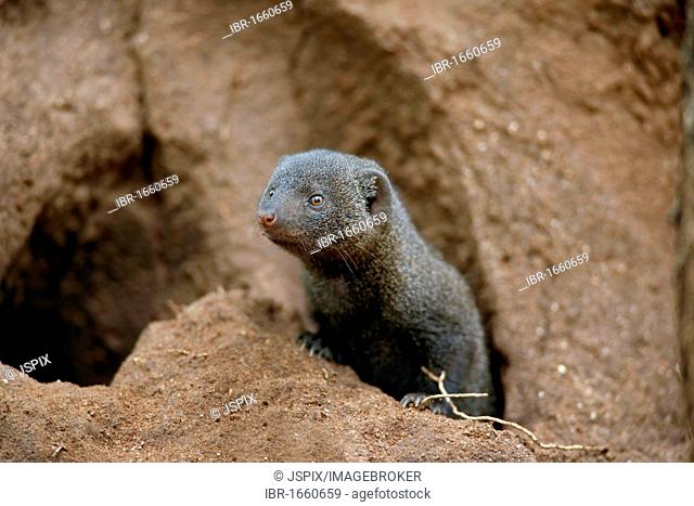 Common Dwarf Mongoose (Helogale parvula), adult looking out of a den, Kruger National Park, South Africa, Africa