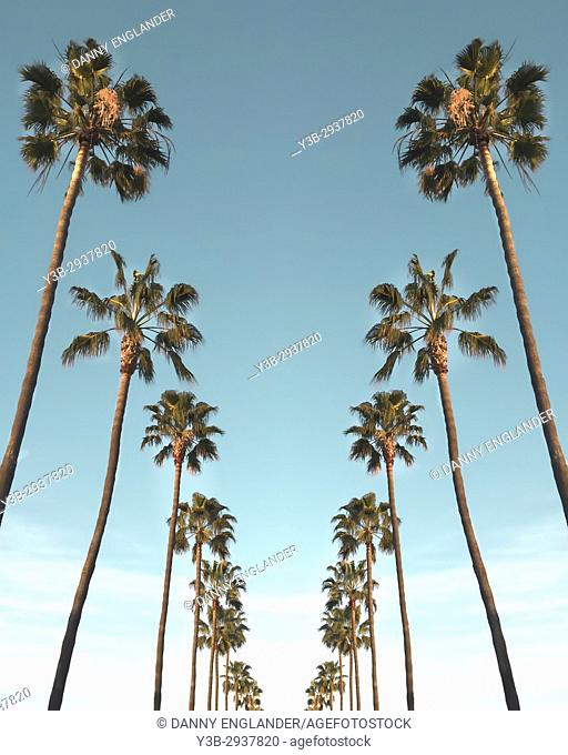 A row of tall palm trees in southern California with a clear turquoise sky