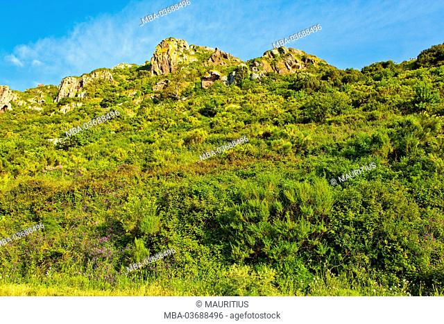 Macchia, shrubland, biome on Sardinia