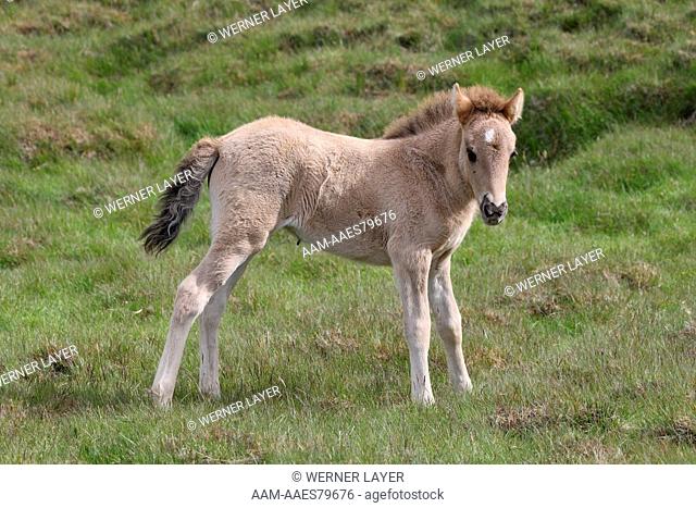 Icelandic Horse/ Pony, Foal, Iceland