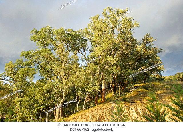 Cork Oaks (Quercus suber). El Maresme, Barcelona Province. Catalunya, Spain