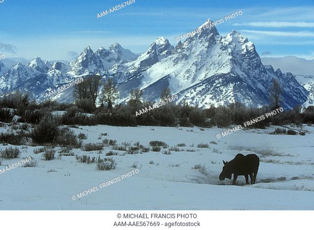 Moose (A. alces shirasi) Bull without Antlers in Snow, Grand Teton NP, Wyoming