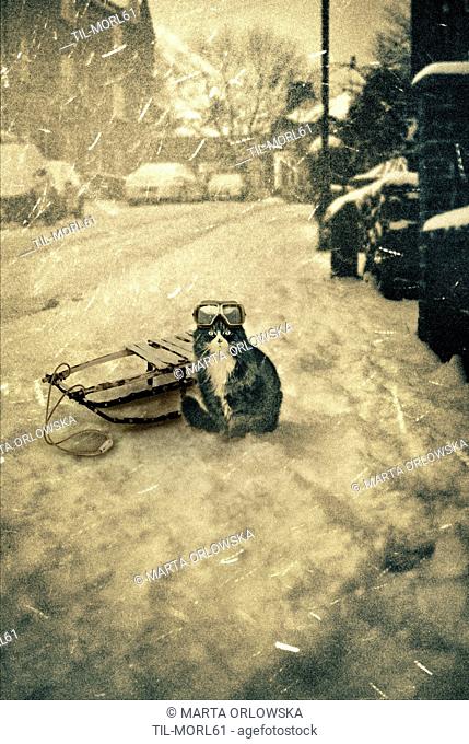 Conceptual image of a cat wearing goggles sitting beside a sledge on a footpath in winter snowy weather