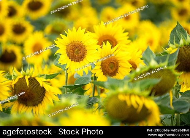 08 August 2023, Baden-Württemberg, Rottweil: Sunflowers bloom in a field near Rottweil. Photo: Silas Stein/dpa. - Rottweil/Baden-Württemberg/Germany