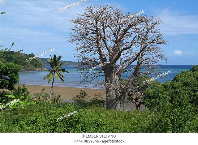 Mayotte, baobab tree, France, Europe, Overseas collectivity, Indian Ocean, Comoros islands, island, South coast, sea