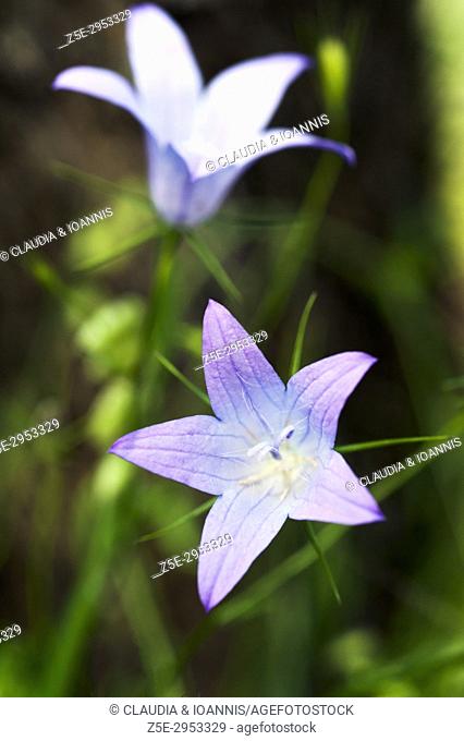 Bluebell (Campanula rotundifolia)