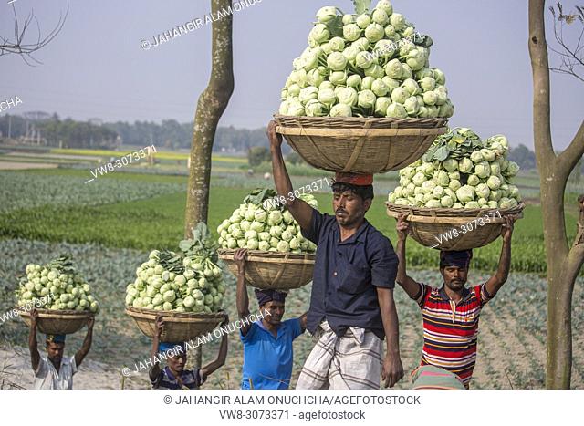 This winter has a good yield of Kohlrabi Cultivation and Bangladeshi rural people are now more trained up and self dependent vegetable cultivation during the...