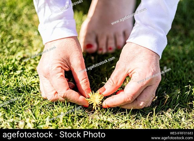 Hands of woman picking flower from grass on sunny day
