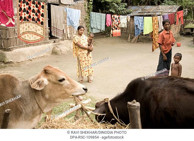 Domestic cows ; rural life ; Manik gunj ;  Bangladesh