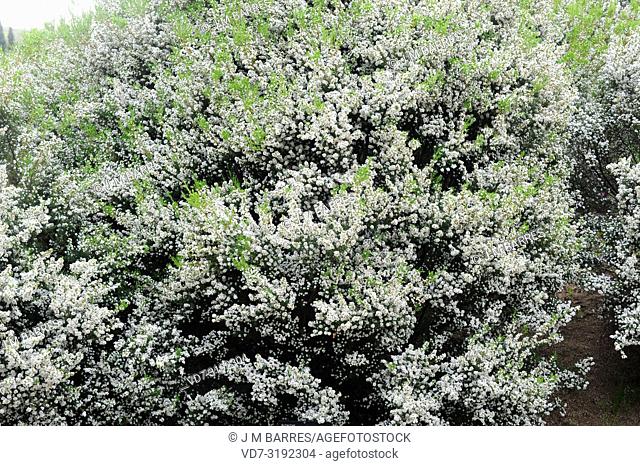 White confetti bush (Coleonema album) is a compact shrub native to South Africa