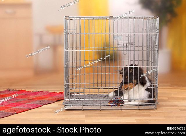 Sheltie, puppy, 4 1/2 months, indoor cage, Shetland Sheepdog, indoor cage, cage, kennel, box