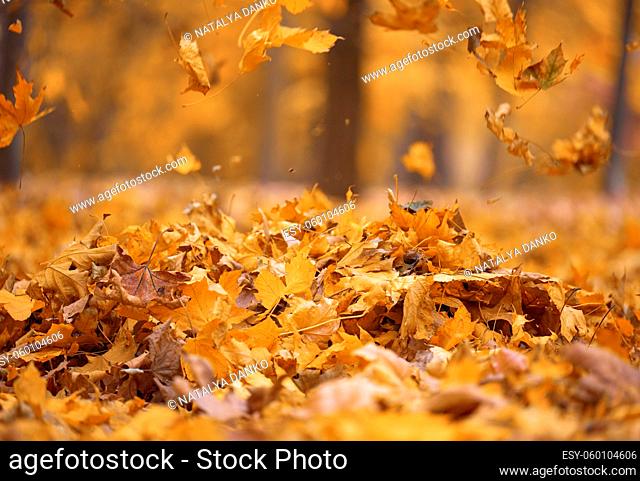 golden dry maple leaves circling in the air above the ground. Autumn landscape in the park