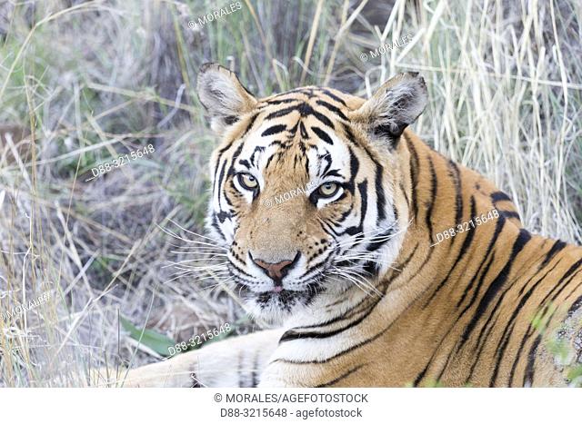 South Africa, Private reserve, Asian (Bengal) Tiger (Panthera tigris tigris), resting