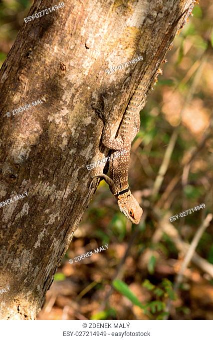 Oplurus cuvieri, commonly known as the collared iguanid lizard, collared iguana, or Madagascan collared iguana. Ankarafantsika National Park