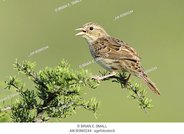 Adult Cassin's Sparrow (Peucaea cassinii) perched on a native plant in Brewster County, Texas, USA