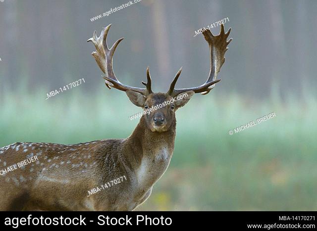 fallow deer in an open space, cervus dama, autumn, october, hesse, germany, europe