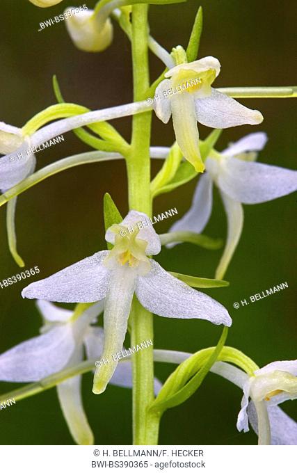 Lesser Butterfly-orchid, Lesser butterfly orchid (Platanthera bifolia, Platanthera solstitialis, Lysias bifolia), flowers, Germany