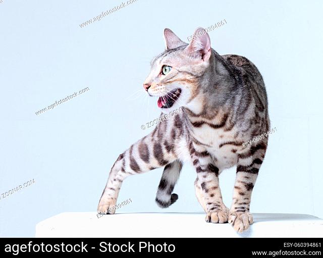 Aggressive Silver Bengal Cat in studio
