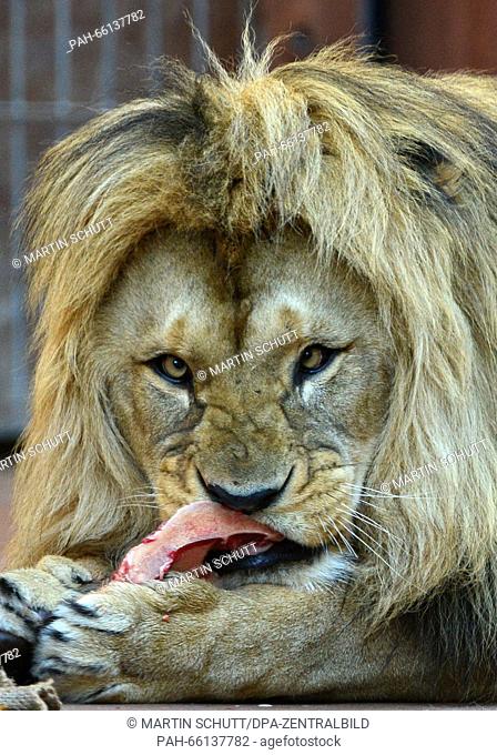 Joco the atlas lion (Panthera leo leo) eating a piece of beef on his 5th birthday at the Thueringer Zoopark in Erfurt, Germany, 24 February 2016