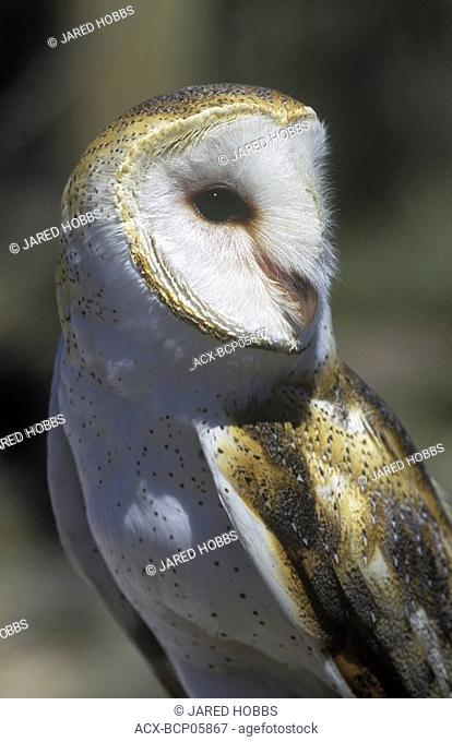 Barn Owl Tyto alba numbers are declining throughout their range  Their use of agricultural areas results in numerous collisions with cars when they are foraging...