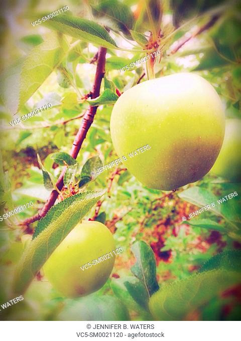 A Golden Delicious apple on the tree