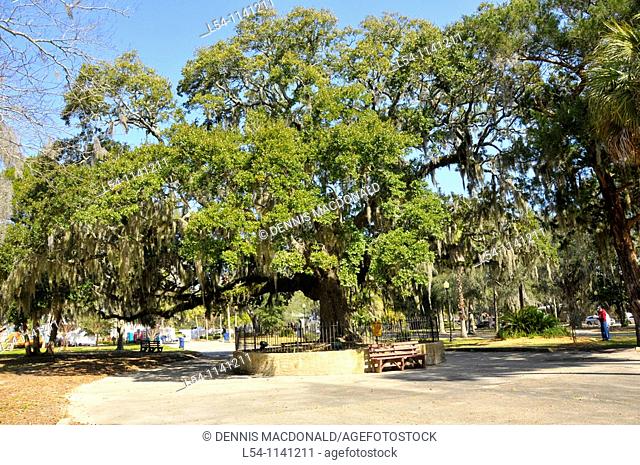 Heritage Oak Tree Panama City Florida 250 years old