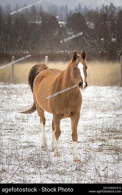 A beautiful chestnut colored horse walks in a snowy field in north Idaho