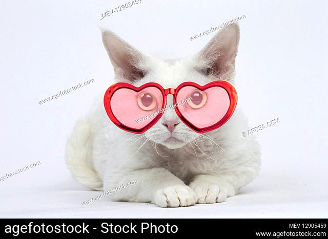 White Devon Rex Cat wearing heart shaped glasses