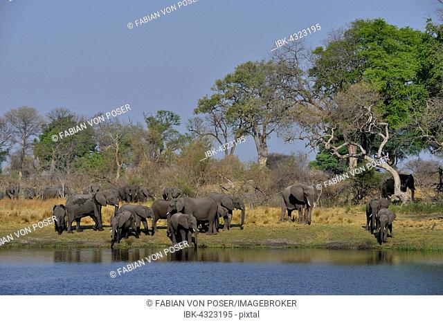 Elephant (Loxodonta africana) herd on the Cuando River, Bwabwata National Park, Zambezi Region, Caprivi Strip, Namibia