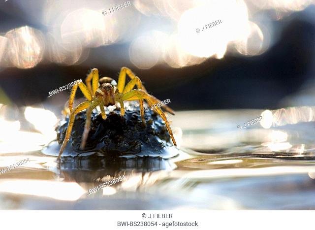 fimbriate fishing spider Dolomedes fimbriatus, sitting on a mossy elevation in a water, Germany, North Rhine-Westphalia