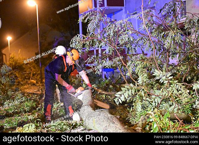 15 August 2023, Brandenburg, Brandenburg an der Havel: A firefighter saws up a fallen tree. A storm caused a lot of damage