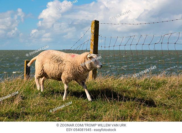 Sheep at Dutch dike of Flevoland